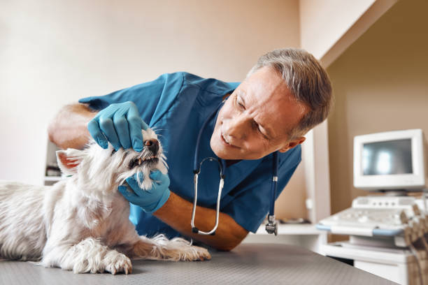 Best Pediatric Emergency Dentist in Vernal, UT